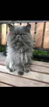 pet-image