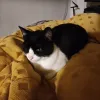 pet-image