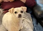 pet-image