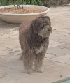 pet-image