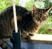 pet-image