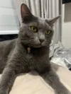 pet-image