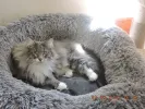 pet-image