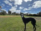 pet-image