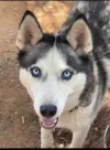 pet-image