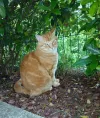 pet-image