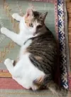 pet-image