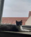 pet-image