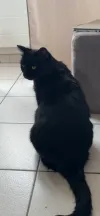 pet-image