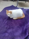 pet-image
