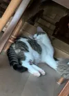 pet-image