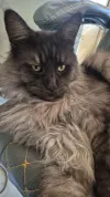 pet-image
