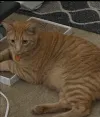 pet-image