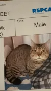 pet-image