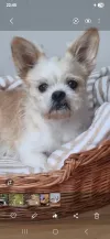 pet-image