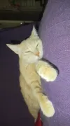 pet-image