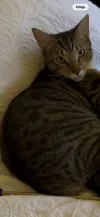 pet-image