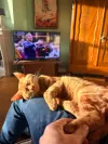 pet-image