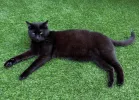 pet-image