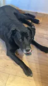 pet-image