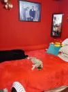 pet-image