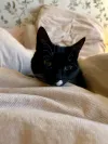 pet-image
