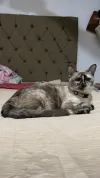 pet-image