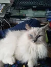 pet-image