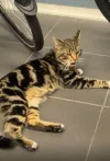 pet-image