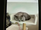 pet-image