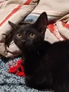 pet-image