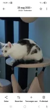 pet-image