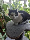 pet-image