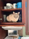 pet-image