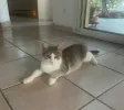 pet-image