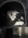 pet-image