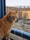 pet-image