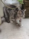 pet-image