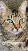 pet-image