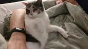 pet-image
