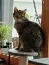 pet-image