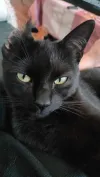 pet-image