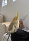 pet-image