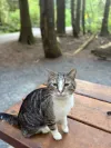 pet-image