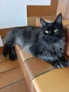 pet-image