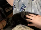 pet-image