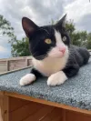 pet-image
