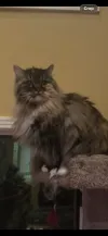 pet-image