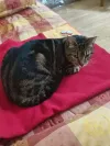 pet-image