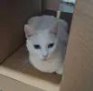 pet-image
